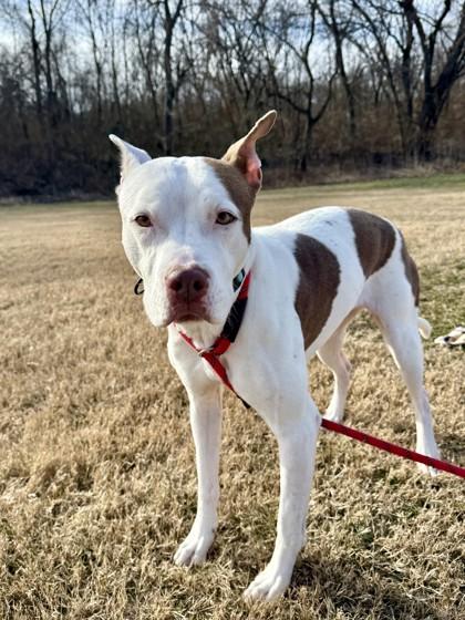 Dinah, a Adoptable Mixed Breed in Independence, MO image 1/5