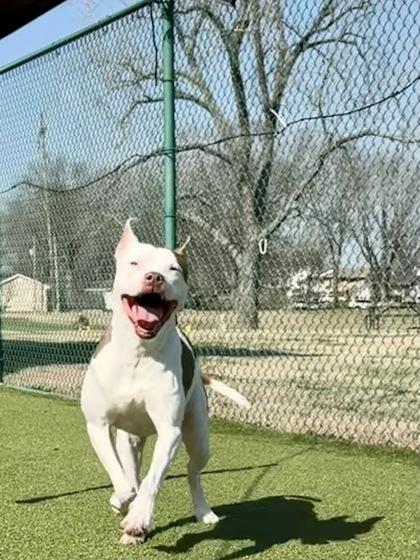 Dinah, Adoptable, Adult Female Mixed Breed & Mixed Breed.