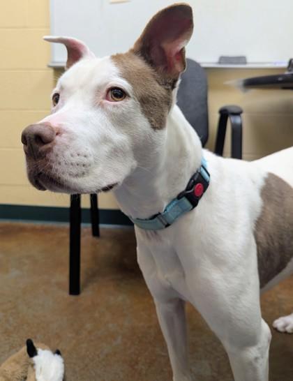 Dinah, Adoptable, Adult Female Mixed Breed & Mixed Breed.