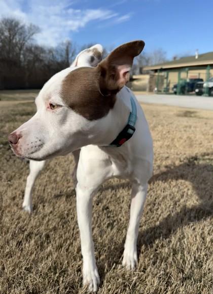 Dinah, a Adoptable Mixed Breed in Independence, MO image 3/5