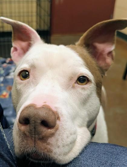 Enlarge Dinah, a Adoptable Mixed Breed in Independence, MO image 2/3