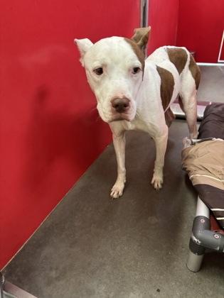 Enlarge Dinah, a Adoptable Mixed Breed in Independence, MO image 3/3