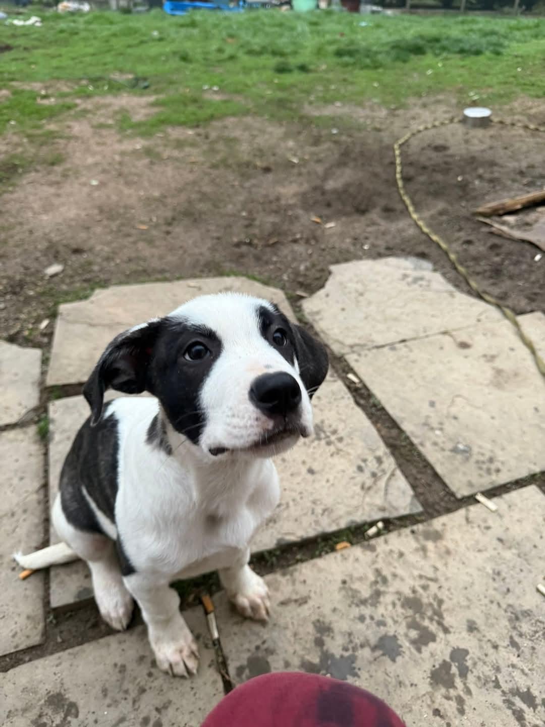 Enlarge Mickey, a Adopted mixed breed in Glenmoore, PA image 1/3