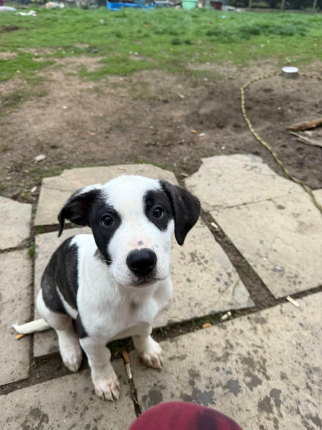 Enlarge Mickey, a Adopted mixed breed in Glenmoore, PA image 2/3