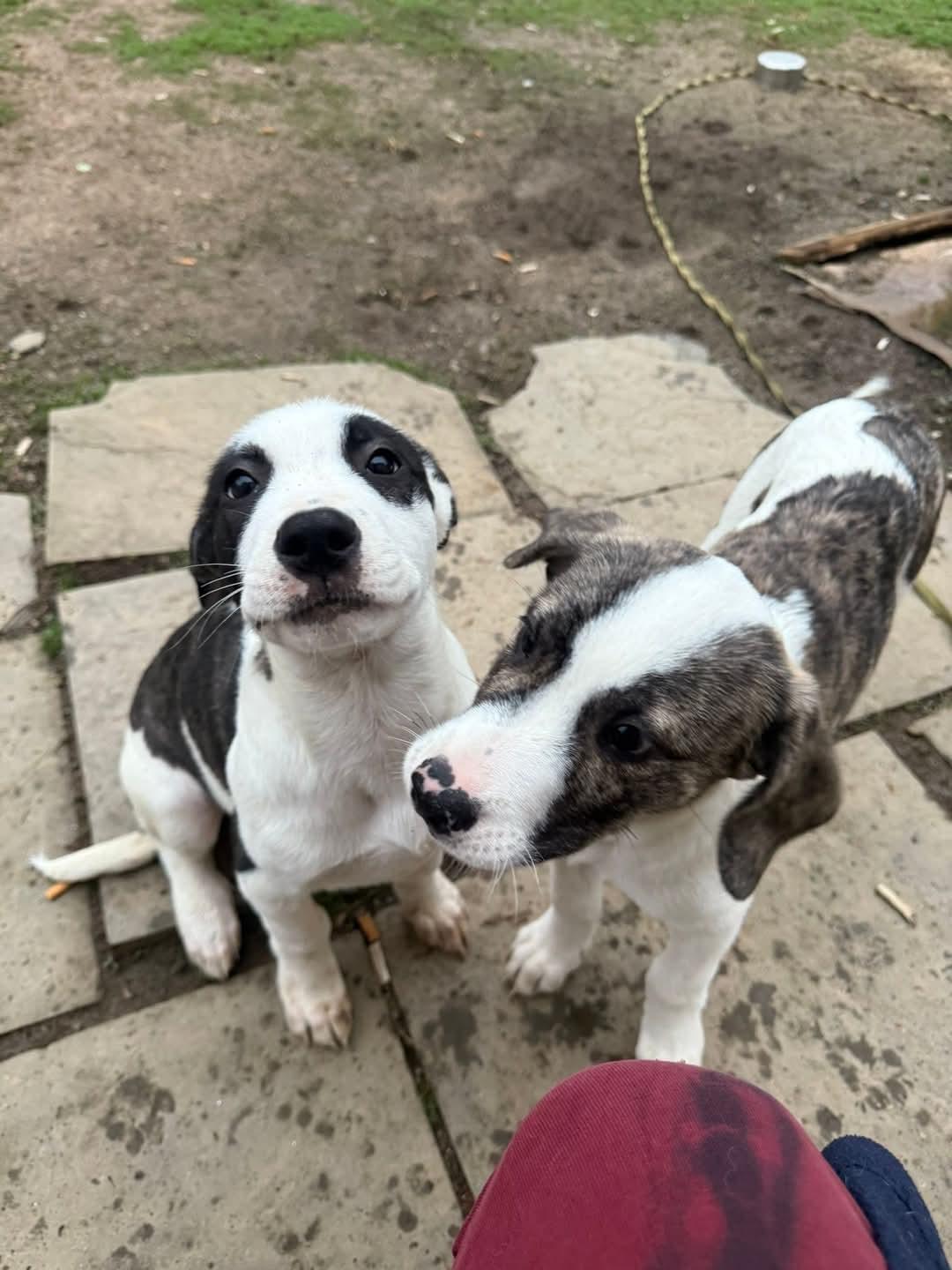 Enlarge Mickey, a Adopted mixed breed in Glenmoore, PA image 3/3