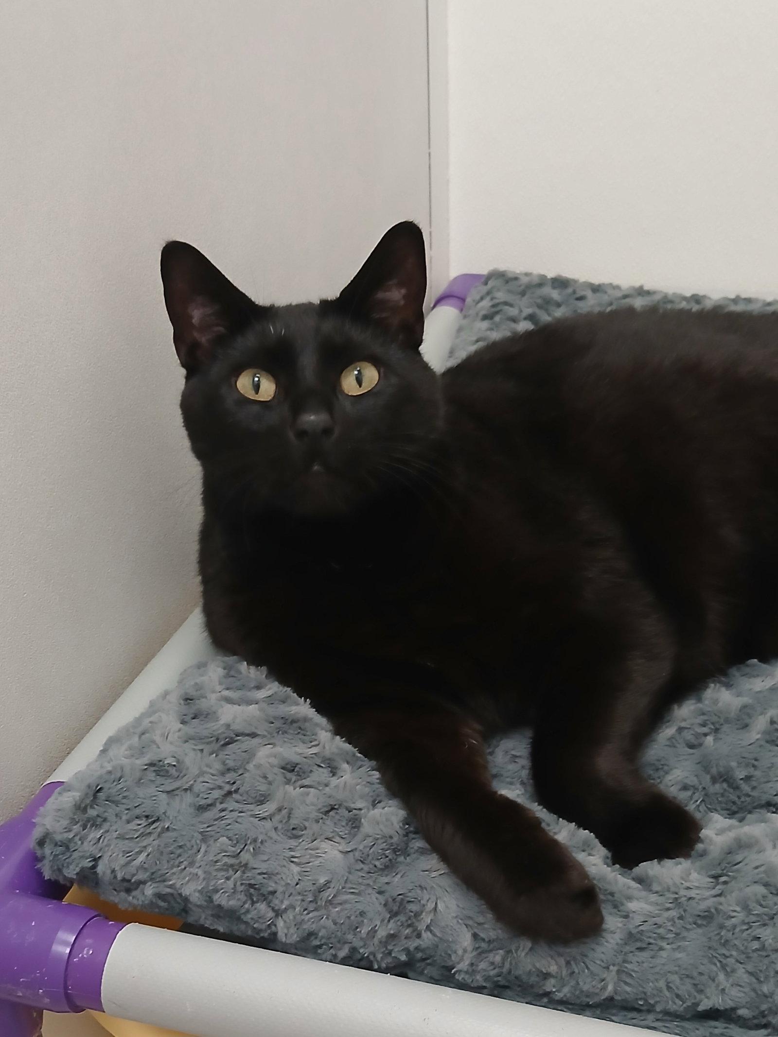 Winston, Adoptable, Adult Male Domestic Short Hair.