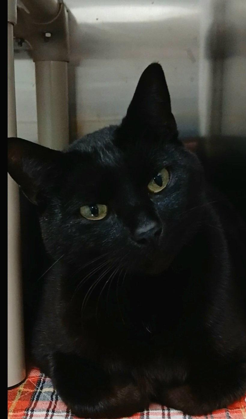 Enlarge Winston, a Adoptable Domestic Short Hair in Bay City, MI image 1/1