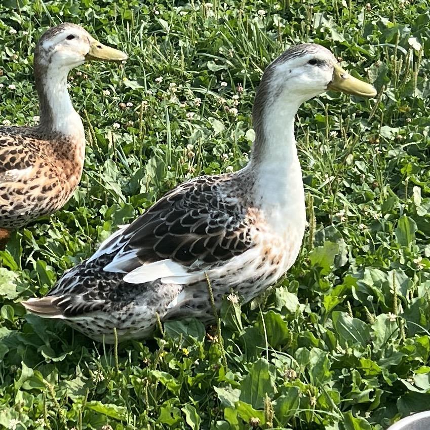 Enlarge Apple, a Adoptable Duck in Quakertown, PA image 1/1