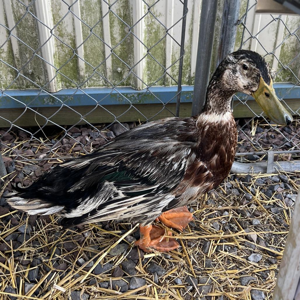 Apple 1, Adoptable, Adult Male Duck.