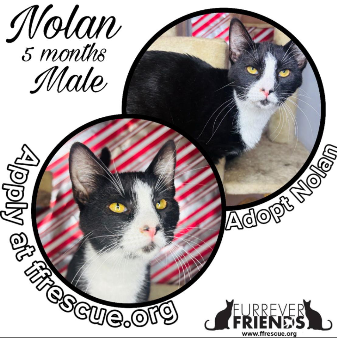 Enlarge Nolan, a Adoptable Domestic Short Hair in Woodbury, NJ image 1/1