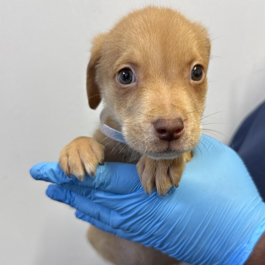 Enlarge Ryder, a Adoptable mixed breed in Hattiesburg, MS image 1/1