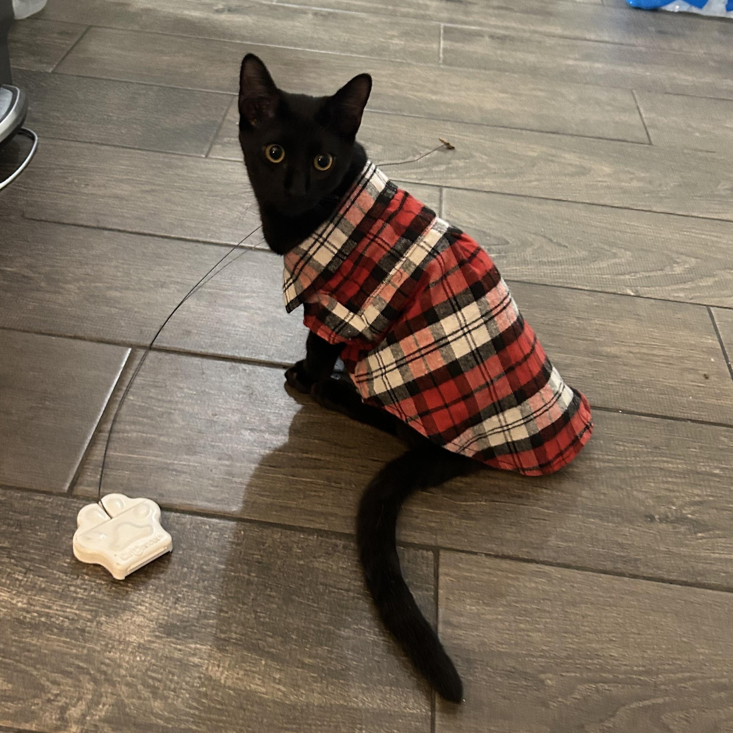 Enlarge Uncle Jeff, a Adoptable Domestic Short Hair in Webster, TX image 1/5