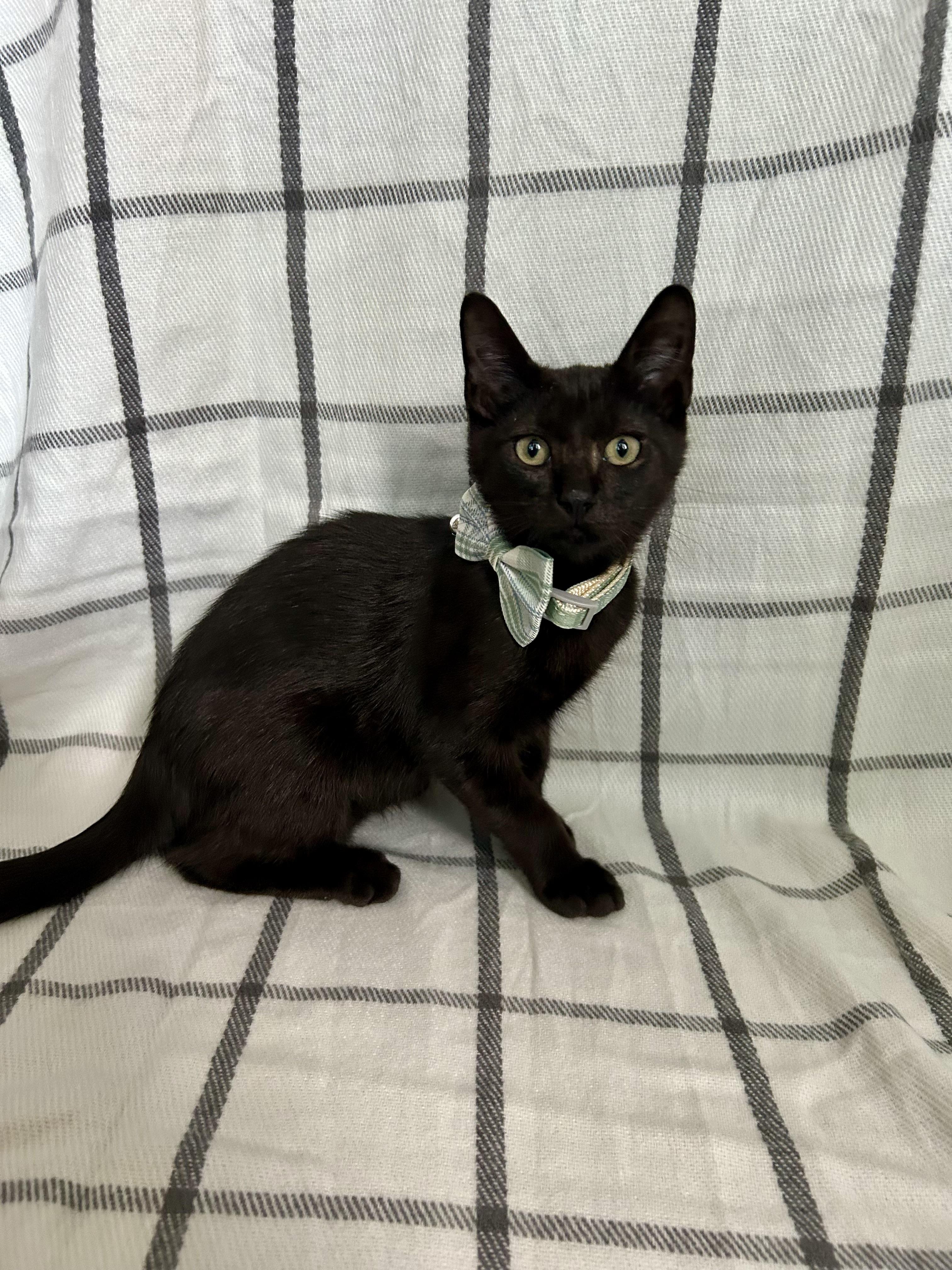 Enlarge Uncle Jeff, a Adoptable Domestic Short Hair in Webster, TX image 3/5