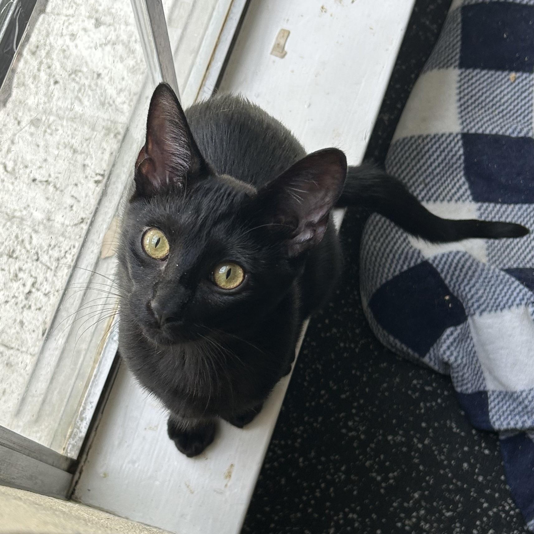 Enlarge Uncle Jeff, a Adoptable Domestic Short Hair in Webster, TX image 4/5