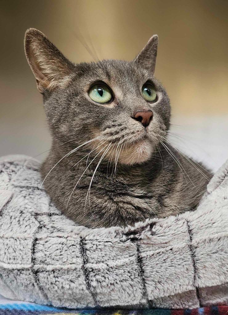 Enlarge Iron, a Adoptable mixed breed in Pomona, NY image 1/3