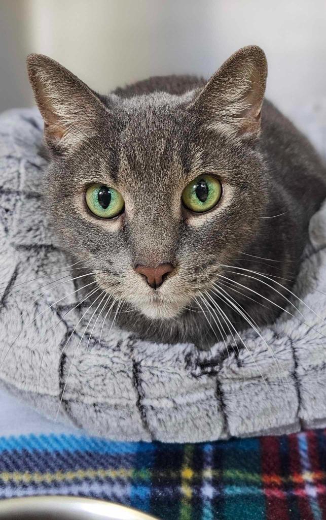 Iron, a Adoptable mixed breed in Pomona, NY image 3/3