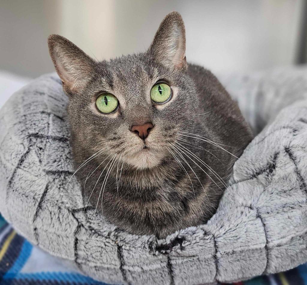 Iron, a Adoptable mixed breed in Pomona, NY image 3/3