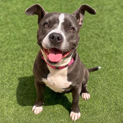 Cielo, Adoptable, Adult Female Mixed Breed & Mixed Breed.