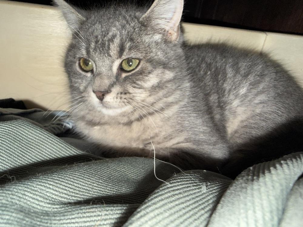 Faith, Adoptable, Kitten Female Domestic Short Hair.