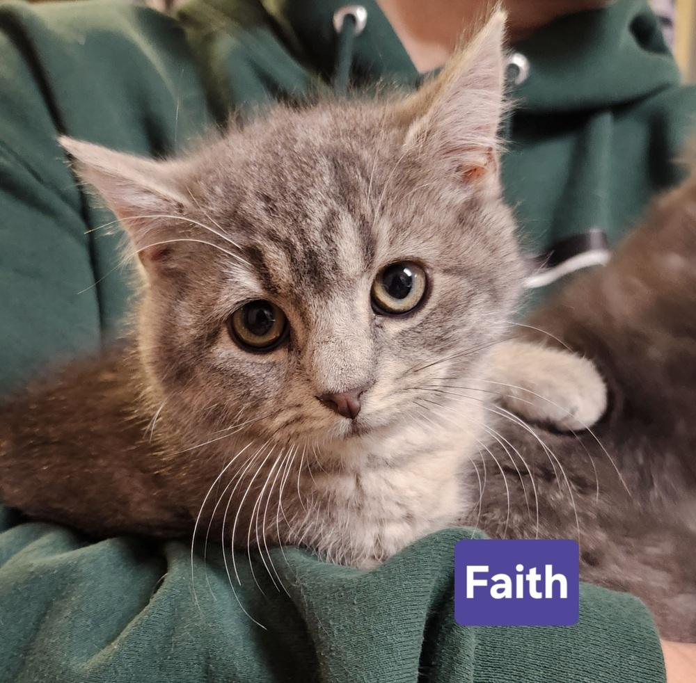 Enlarge Faith, a Adoptable mixed breed in East Greenville, PA image 4/6