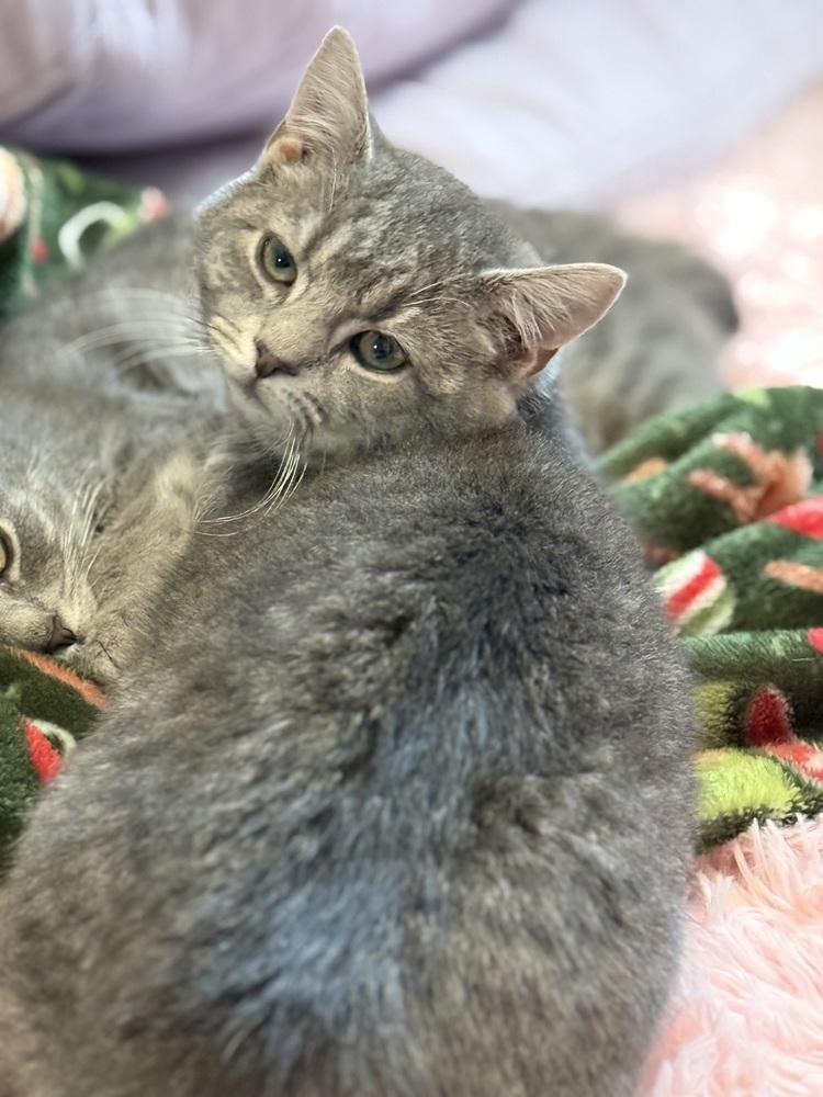 Enlarge Faith, a Adoptable mixed breed in East Greenville, PA image 5/6