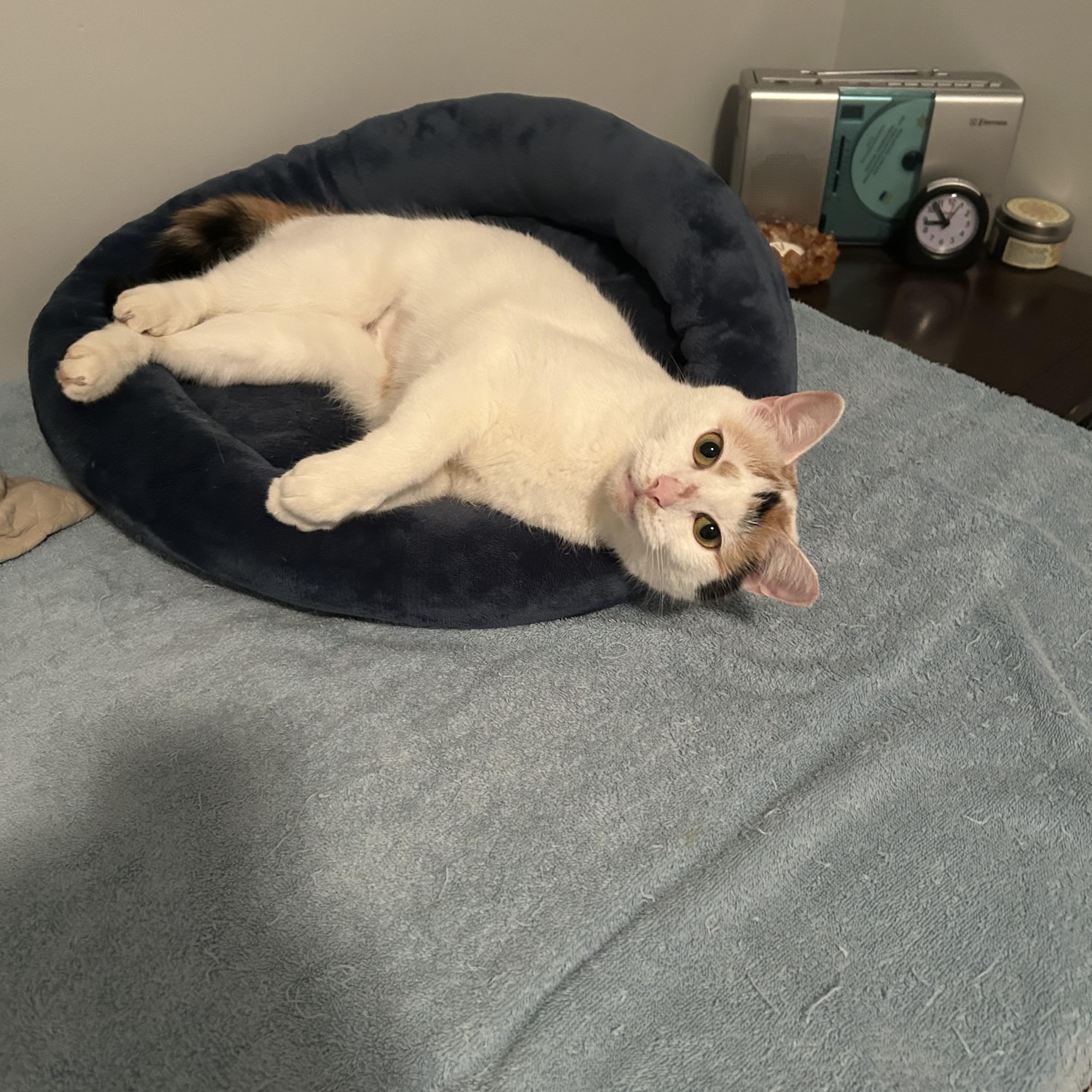 Enlarge Cali, a Adoptable Domestic Short Hair in Belmont, NC image 4/4