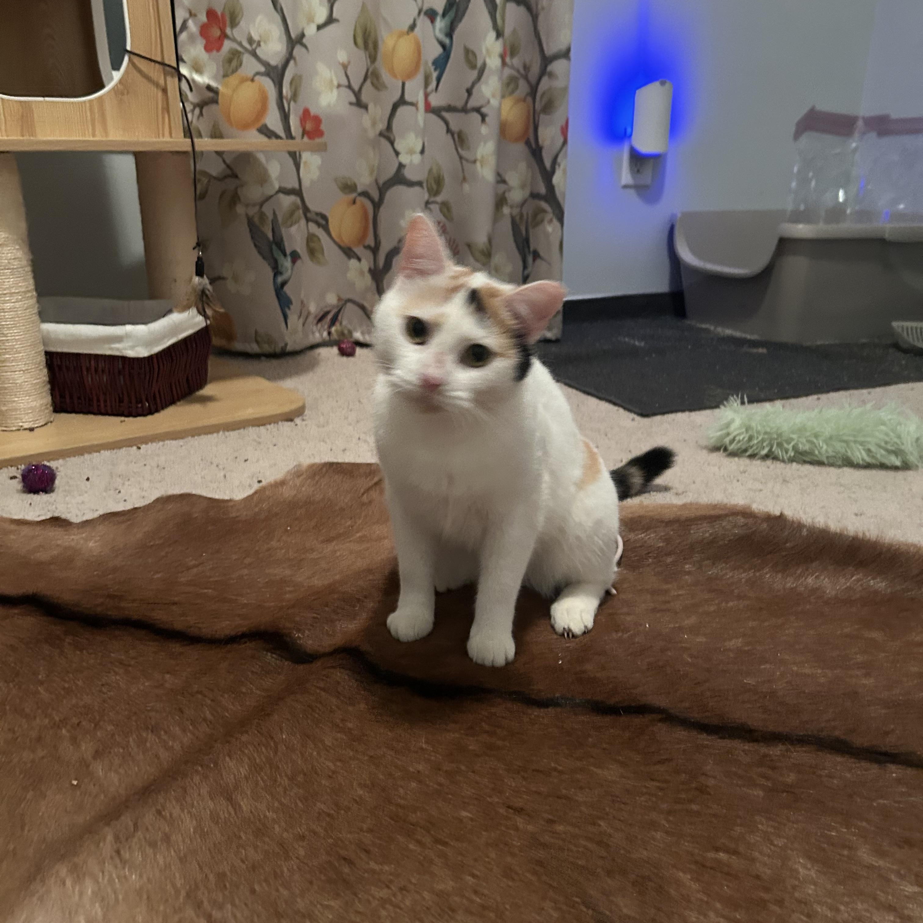 Enlarge Cali, a Adoptable Domestic Short Hair in Belmont, NC image 3/4