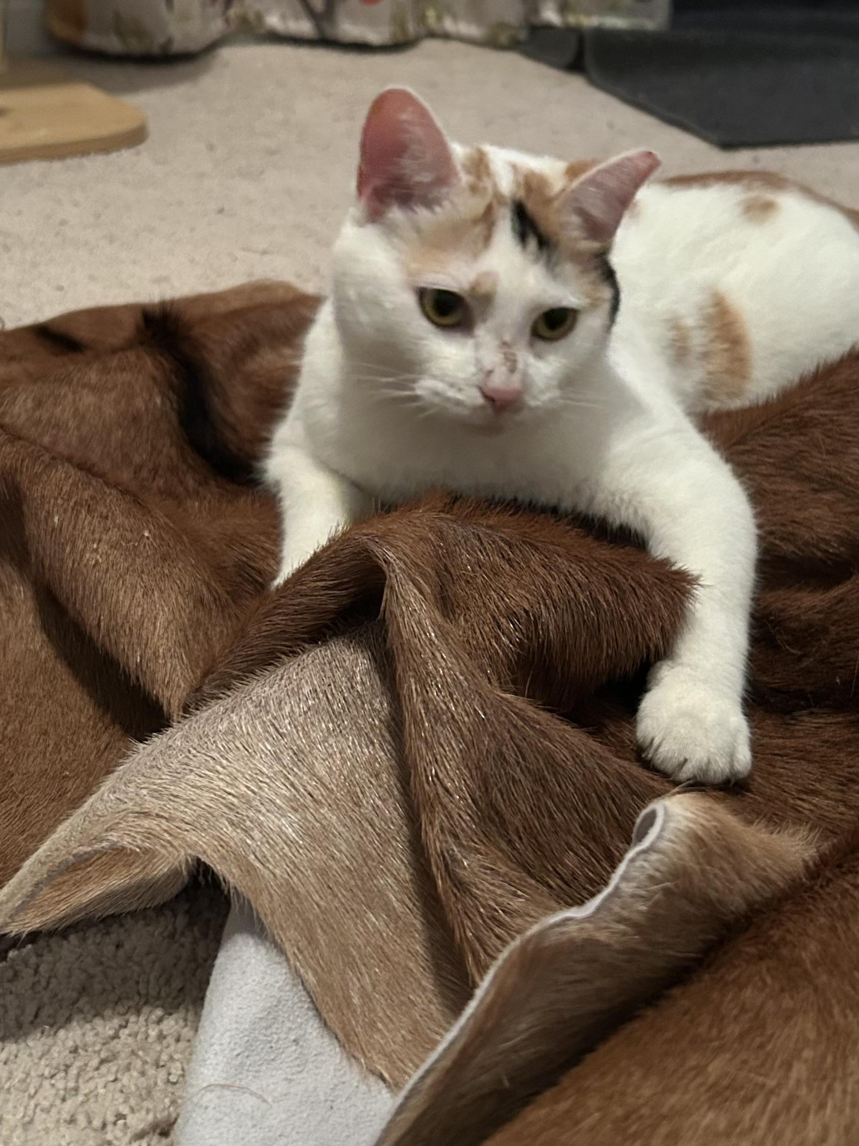 Cali, Adoptable, Young Female Domestic Short Hair.