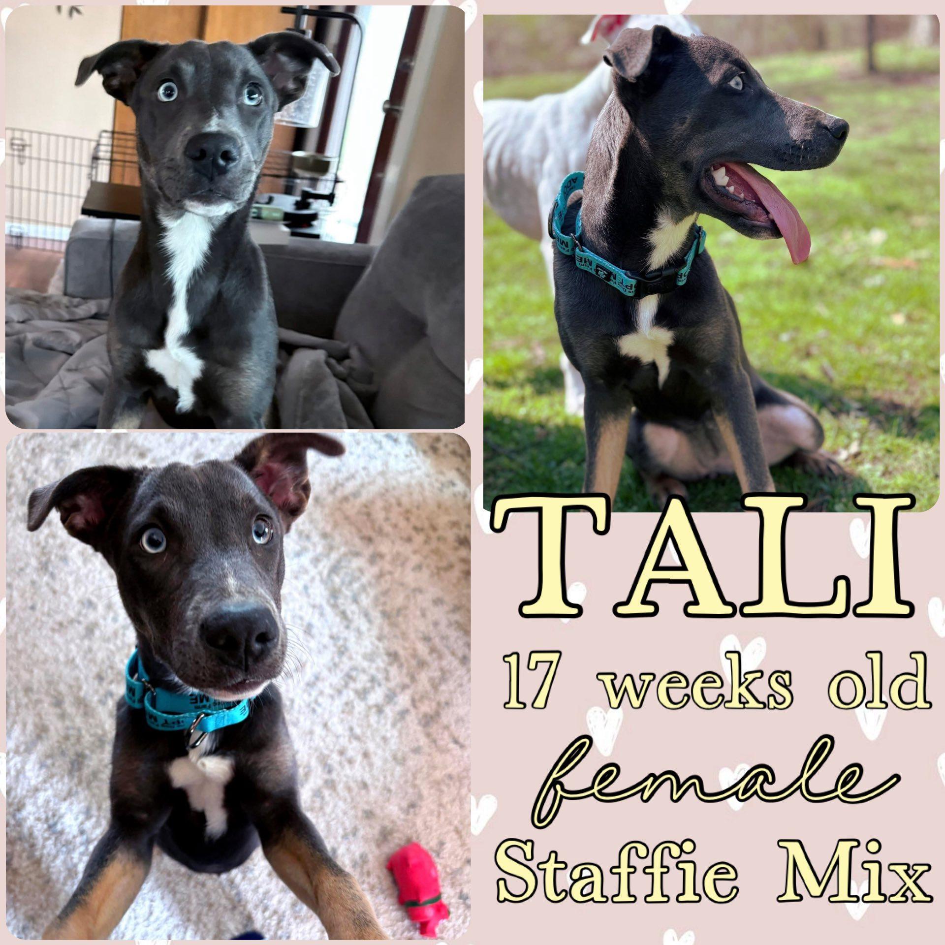 Enlarge Tali, a ADOPTABLE mixed breed in Grantville, PA image 1/1