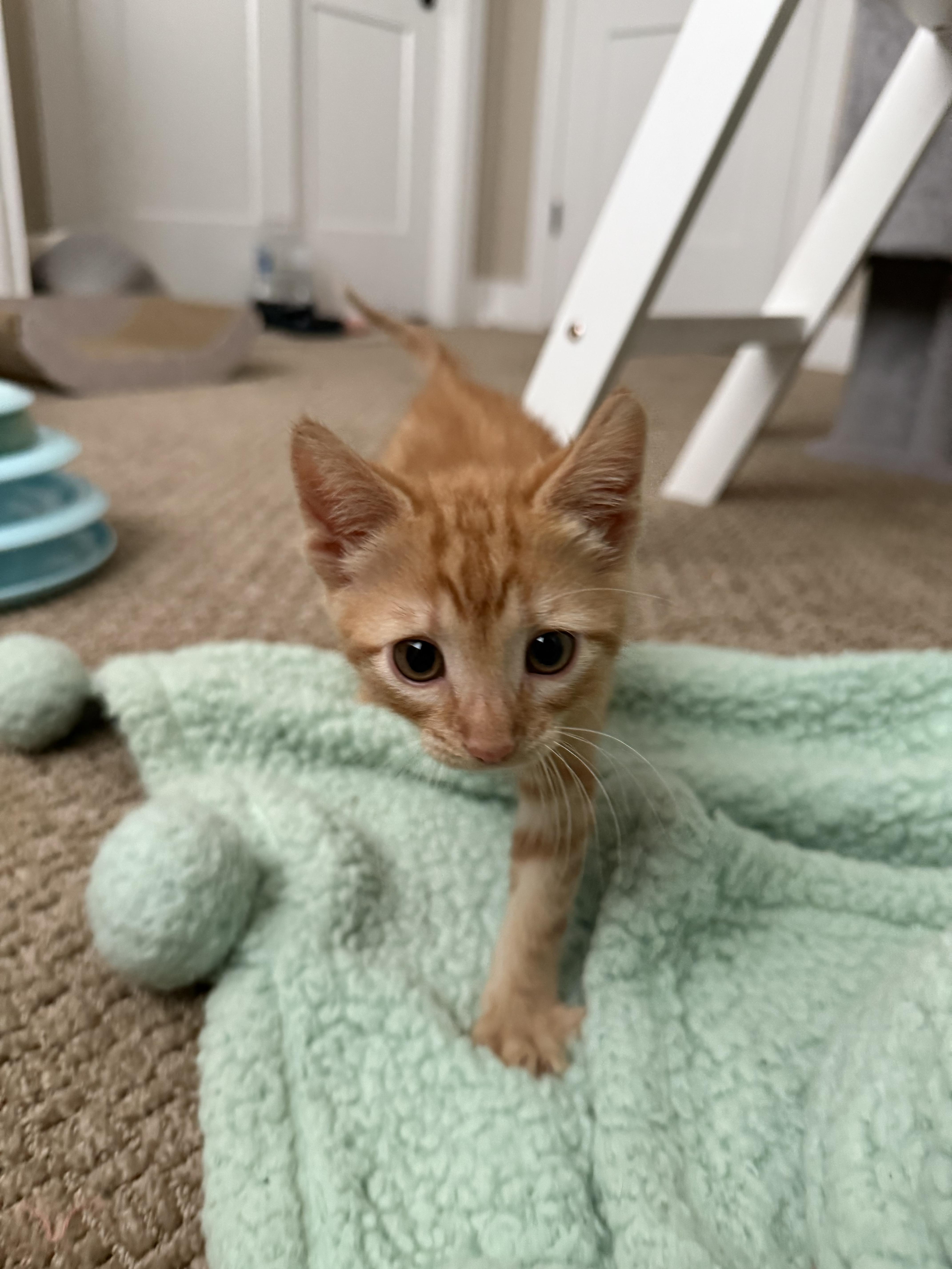 Ruby, adopted, Kitten Female Domestic Short Hair.