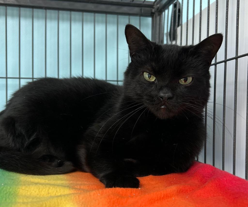 Po, Adoptable, Adult Male Domestic Short Hair.
