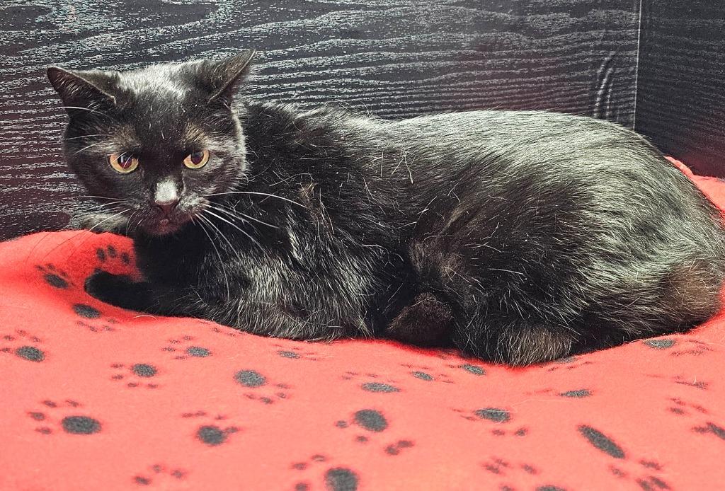 Po, Adoptable, Adult Male Domestic Short Hair.