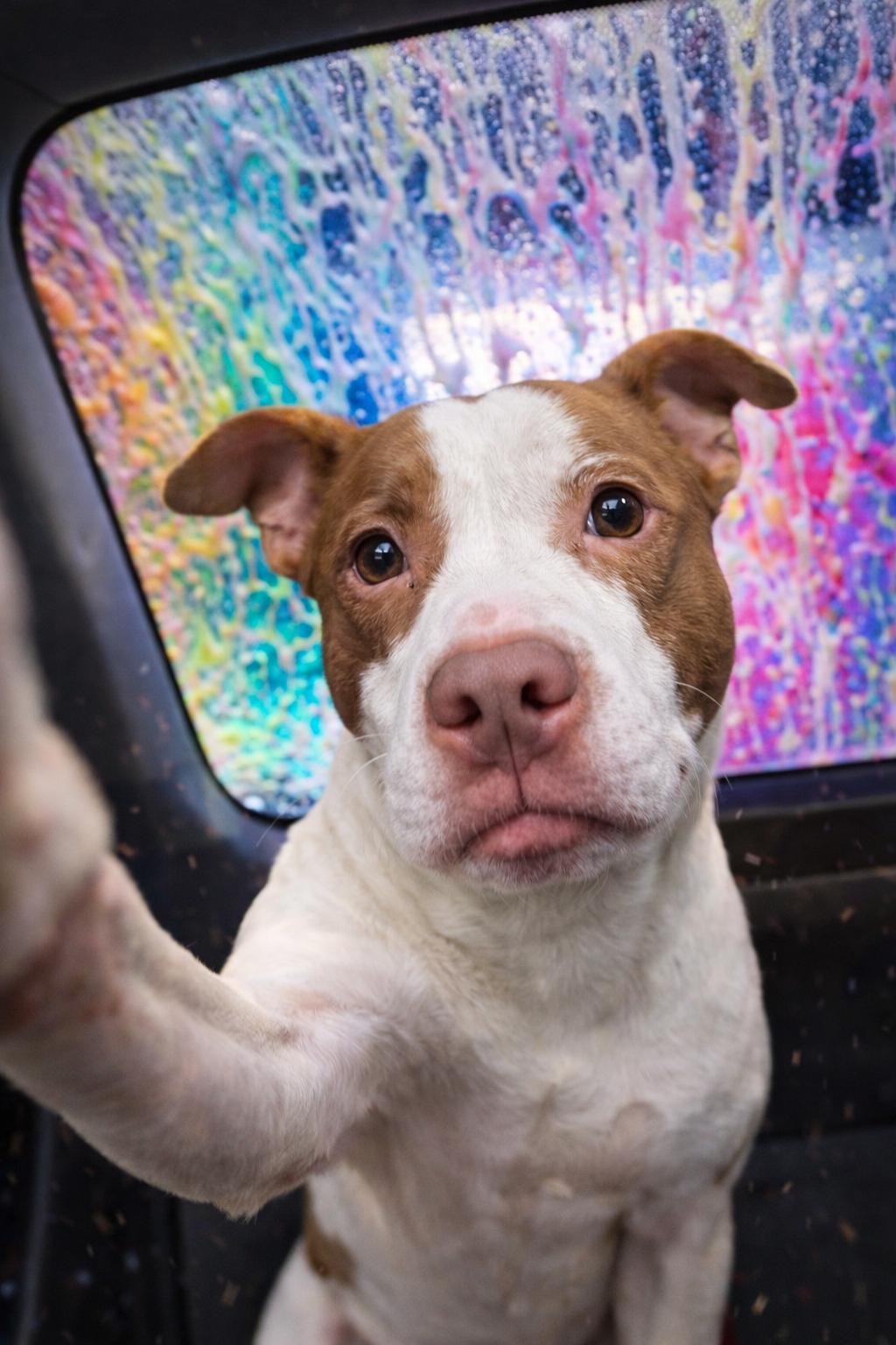 Muriel, Adoptable, Adult Female American Staffordshire Terrier.