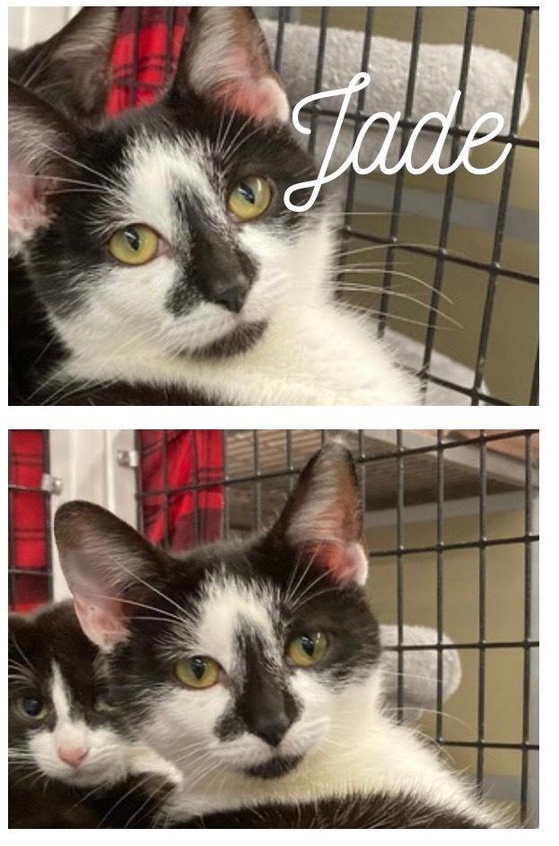 Jade, a Adoptable Domestic Short Hair in Rochester, IN image 1/2