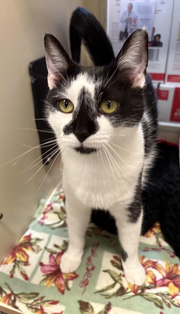 Jade, a Adoptable Domestic Short Hair in Rochester, IN image 2/2