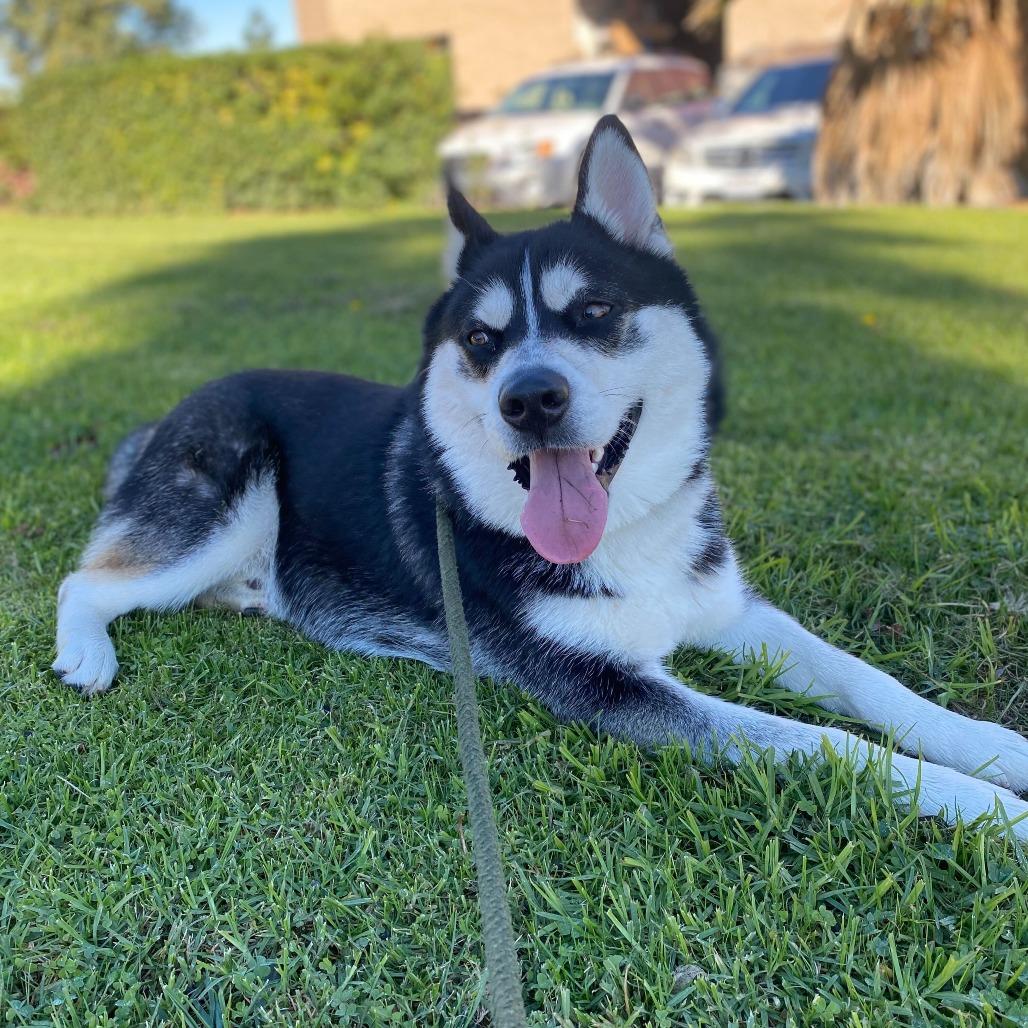 Enlarge Balto, a Adoptable Husky in Riverside, CA image 1/6