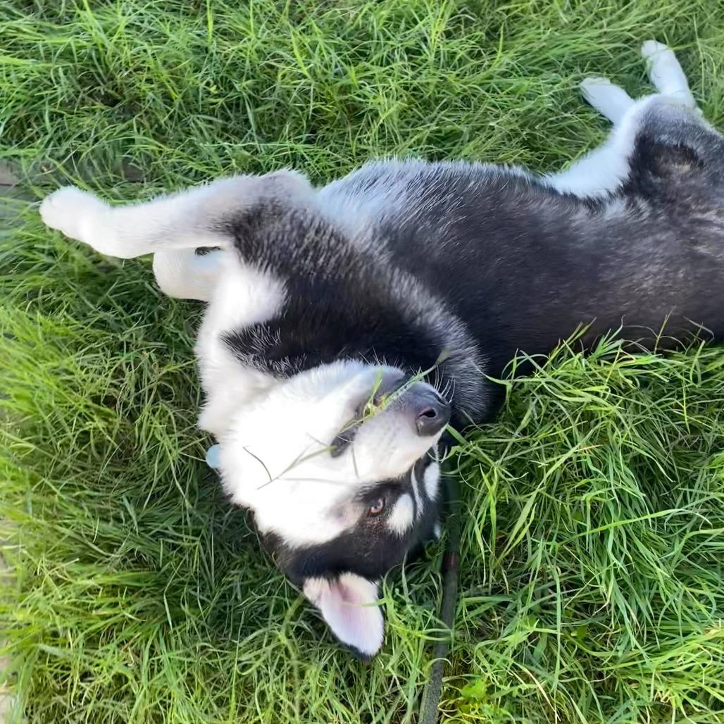 Enlarge Balto, a Adoptable Husky in Riverside, CA image 2/6