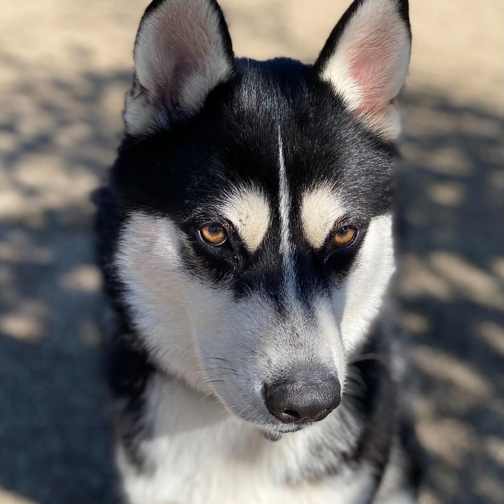 Enlarge Balto, a Adoptable Husky in Riverside, CA image 3/6
