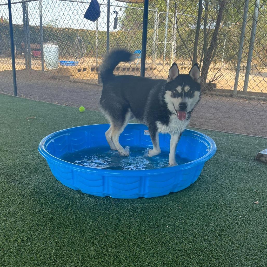 Enlarge Balto, a Adoptable Husky in Riverside, CA image 4/6