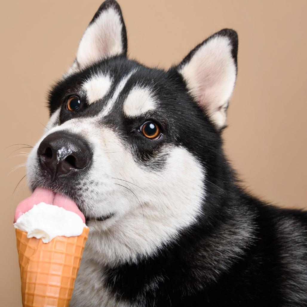 Enlarge Balto, a Adoptable Husky in Riverside, CA image 5/6