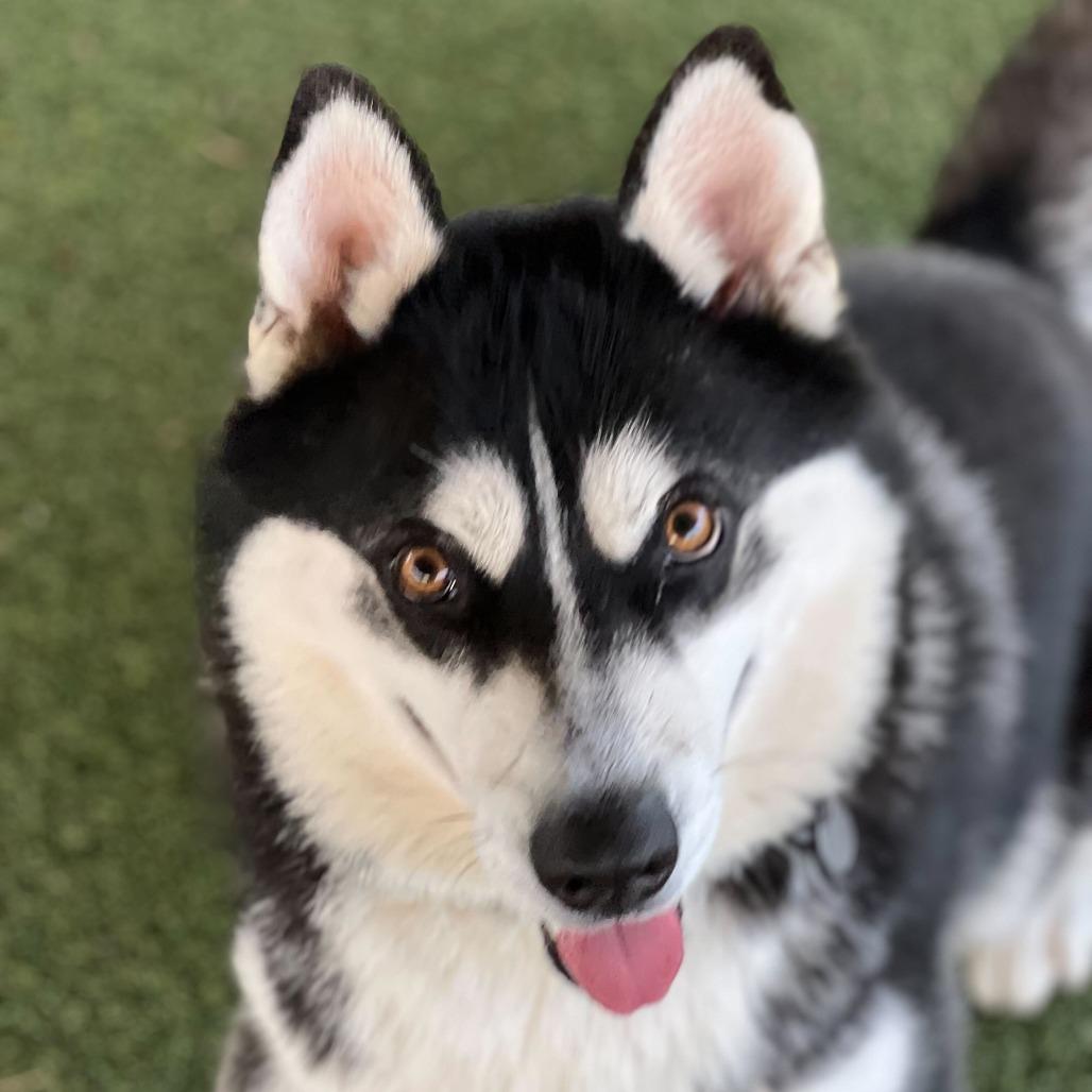 Enlarge Balto, a Adoptable Husky in Riverside, CA image 6/6