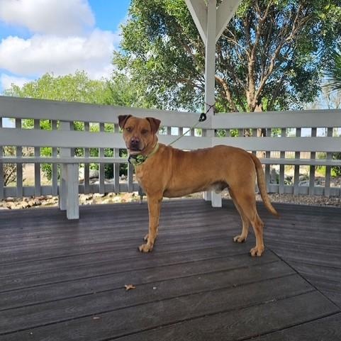Enlarge Trooper, an adopted mixed breed in Williston, VT image 4/6