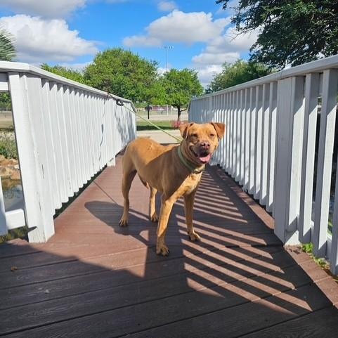 Enlarge Trooper, an adopted mixed breed in Williston, VT image 6/6