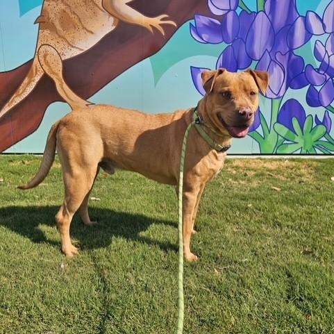 Enlarge Trooper, an adopted mixed breed in Williston, VT image 2/6