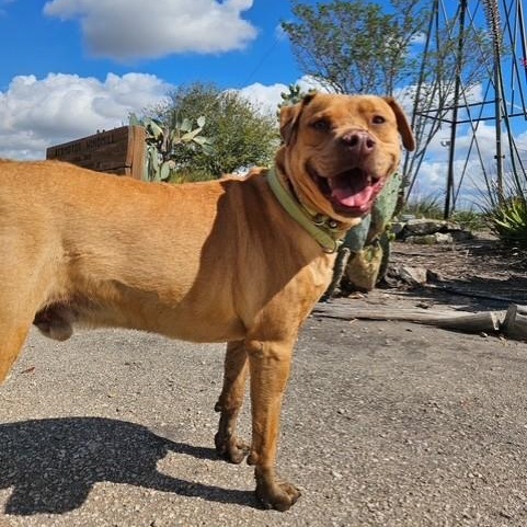 Enlarge Trooper, an adopted mixed breed in Williston, VT image 1/6