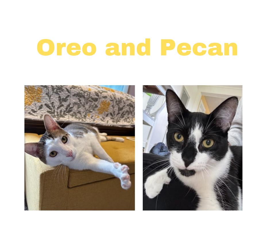 Oreo and Pecan photo 1