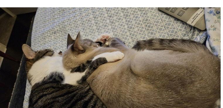 ZCL-C-MiniandLila, Adoptable, Adult Female Domestic Short Hair.