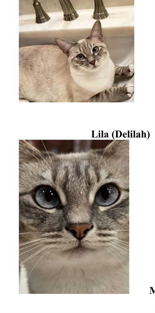 ZCL-C-MiniandLila, a Adoptable Domestic Short Hair in Horn Lake, MS image 3/3