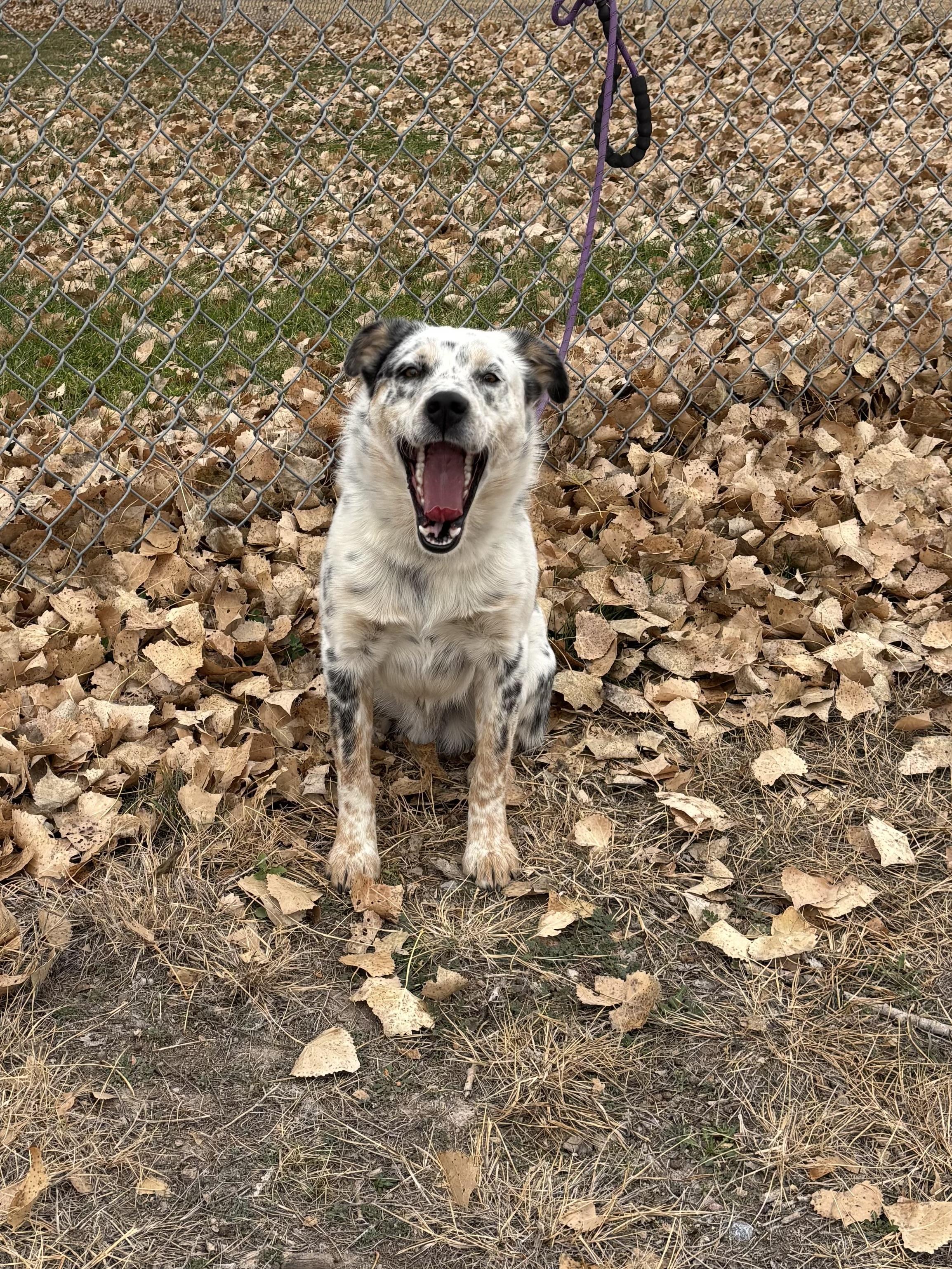 Enlarge Cayse, a ADOPTABLE mixed breed in Torrington, WY image 2/3