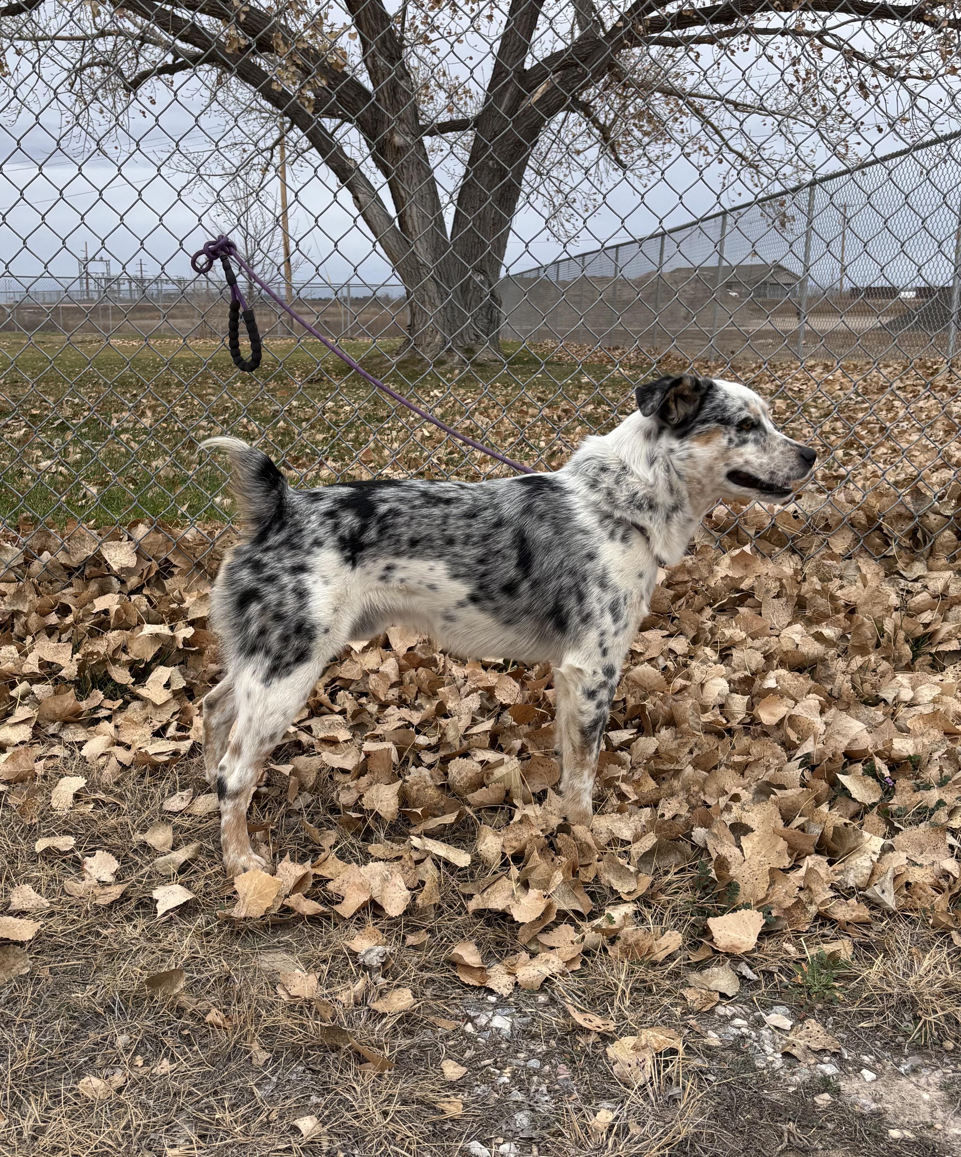 Enlarge Cayse, a ADOPTABLE mixed breed in Torrington, WY image 3/3